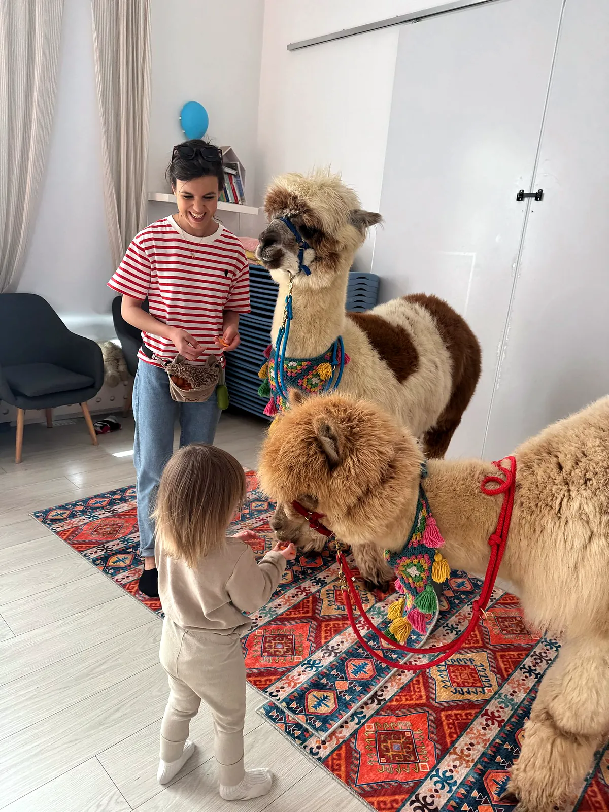 Karmienie alpaki marchewką