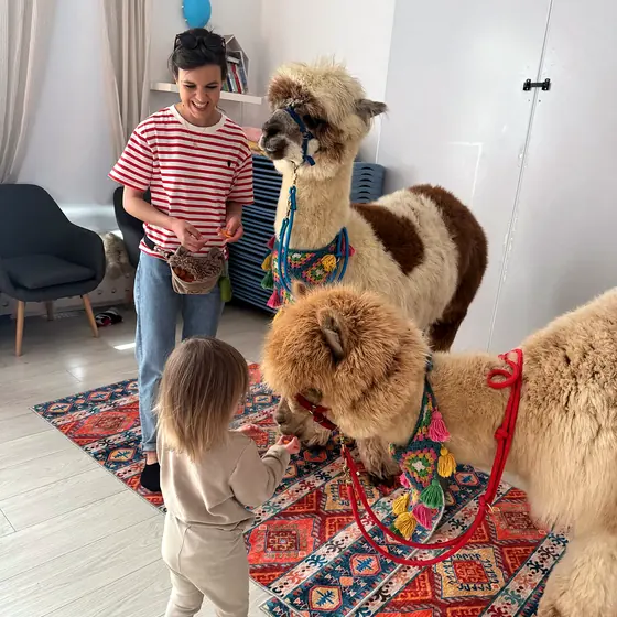 Karmienie alpaki marchewką