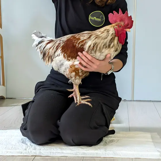 A rooster from ZooMania
