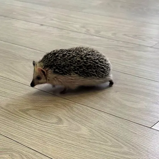 A pygmy hedgehog exploring the room