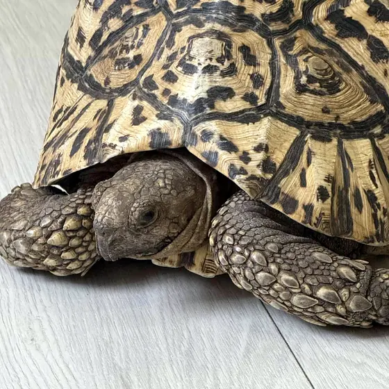 A leopard tortoise up close